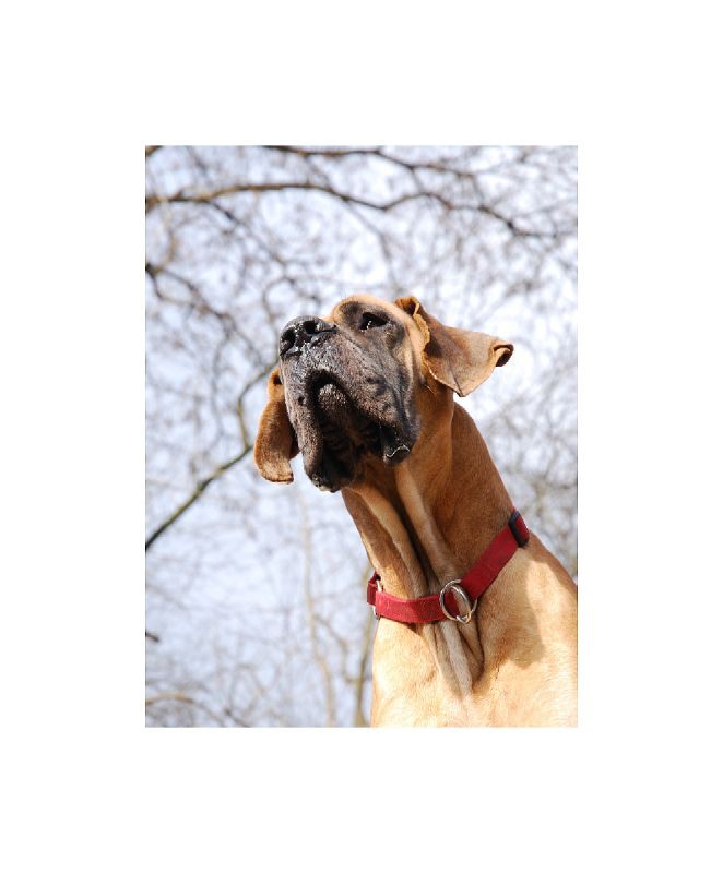 Fawn Great Dane Goliath 